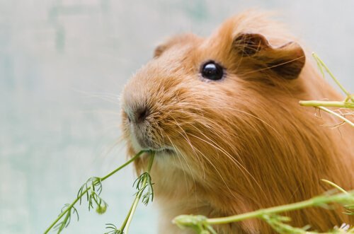 Cavia die een plant eet