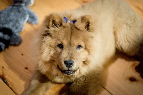 Chow chow, een van de rassen met een blauwe tong