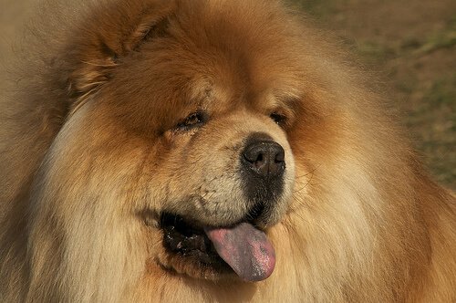 Chow-chow