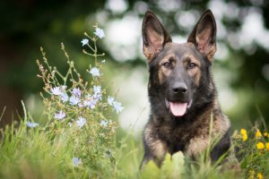 Een Duitse herder trainen, een geweldige hond