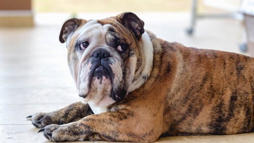 Een depressieve hond moet naar de psycholoog gaan