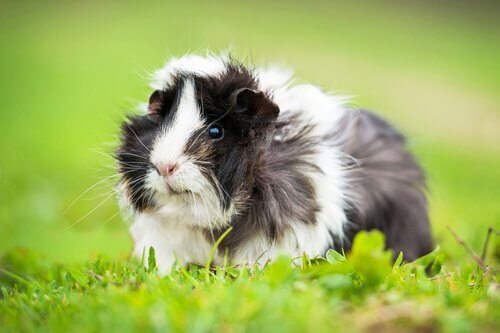 8 bijzondere feitjes die je moet weten over cavia's
