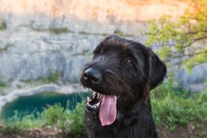 Honden van gemengd ras zijn gezonder: waar of niet waar?