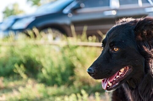 Hond bij de auto