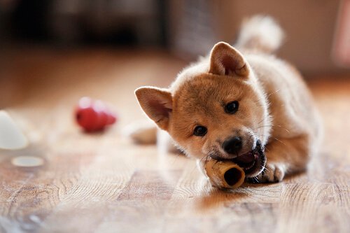 Hond kauwt op een bot om haaruitval bij honden te voorkomen