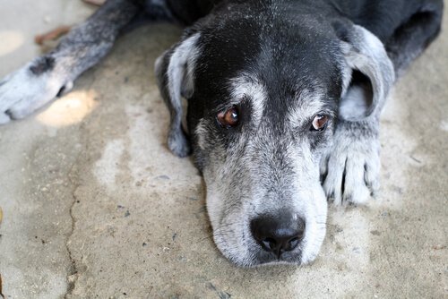 Hond die Alzheimer lijkt te hebben