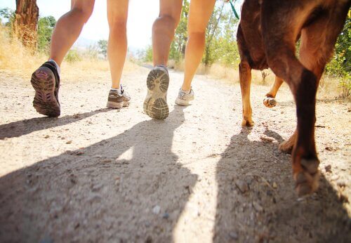 Honden volgen hun baasjes tijdens het lopen
