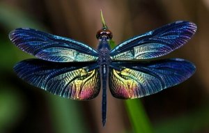 Libellen: alles over dit gevleugelde insect