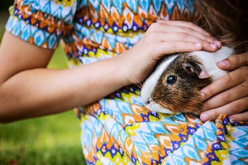 Meisje aait cavia