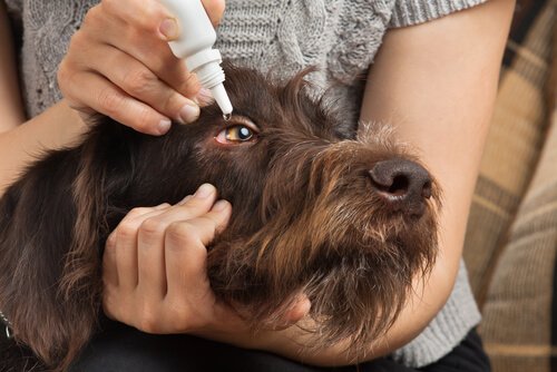 Hond die oogdruppels krijgt voor conjunctivitis .