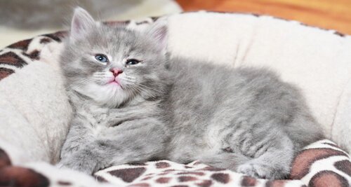 Oorzaken van kanker bij katten