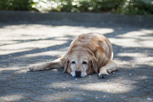 Oude hond ligt op het pad