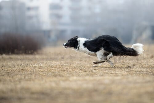 bordercollie rent over een veld