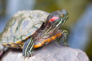 6 exotische invasieve soorten die je moet kennen