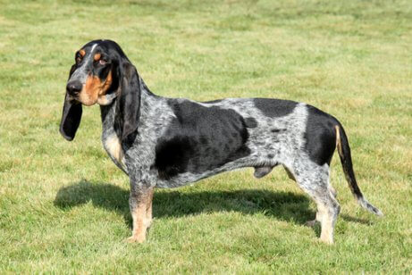 Basset bleu de Gascogne in het gras