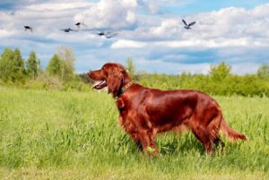 De geschiedenis van de rode Ierse setter