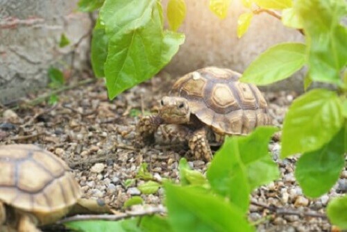 De kenmerken van Afrikaanse schildpadden