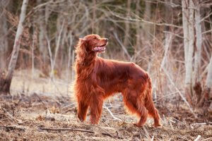 De rode Ierse setter: een mooie en lieve hond