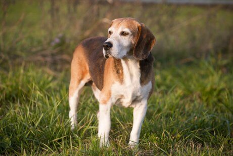 Engelse foxhound in het gras