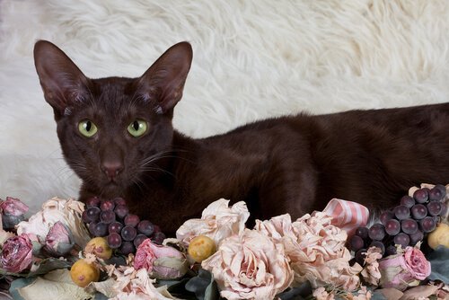 Havana Brown kat op gedroogde bloemen.