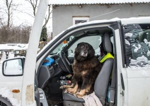 Wat moet je doen als je hond bang voor auto's is?