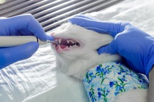 Stap voor stap op de mondhygiëne van je kat letten