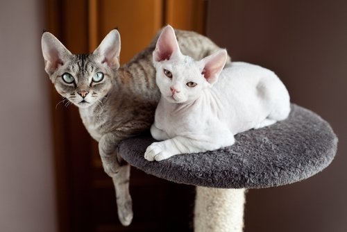 Devon Rex met een andere kat