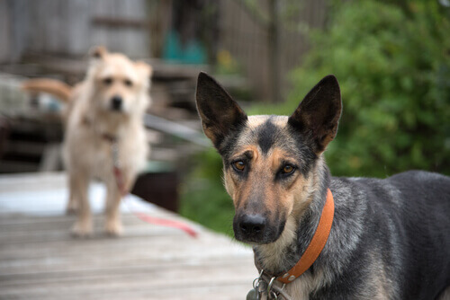 Zijn honden van gemengd ras gezonder dan raszuivere honden?