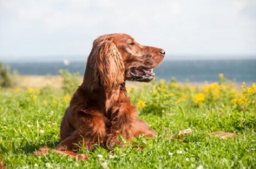 Zorgen voor een rode Ierse setter