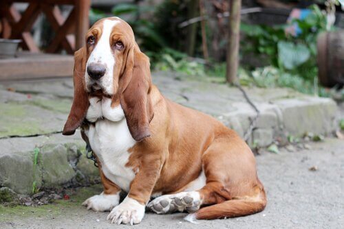 zittende basset hound