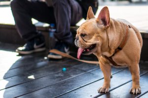 Wat is de beste riem die je voor je hond kunt gebruiken?