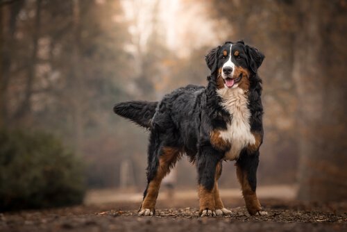 Berner sennenhond in het bos