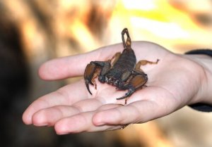 Wat te doen na een schorpioenensteek?