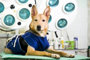 Anesthesie voor huisdieren, in principe zijn er twee soorten