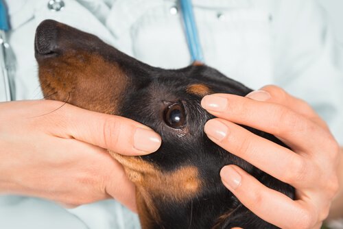 Hond zijn ogen worden nagekeken