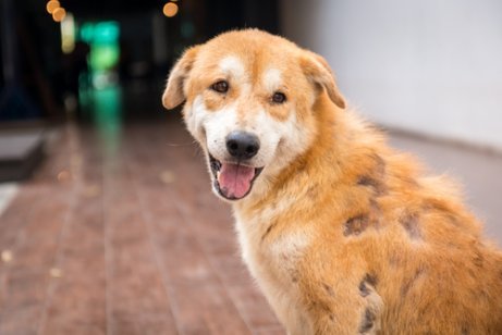 Hond die door schurft zijn haar begint te verliezen