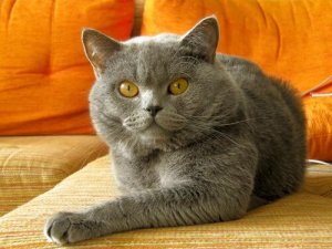 Het slechte gedrag van je kat corrigeren