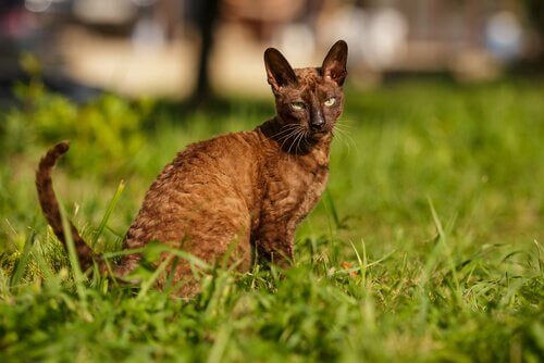Cornish Rex in een grasveld