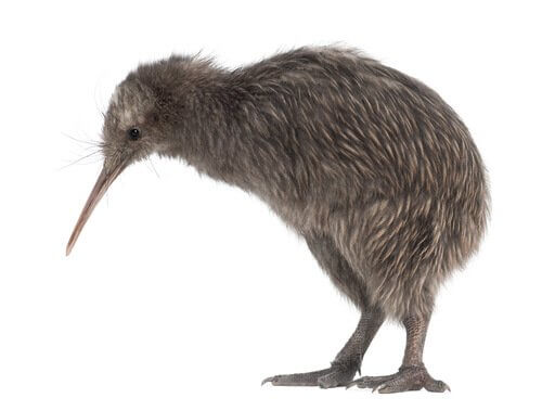 Een kiwi