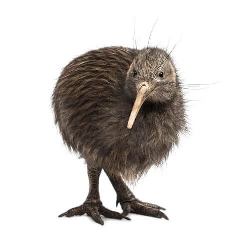 Kiwi