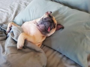 Vier tips om een luie hond te motiveren