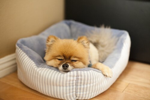 Luie hond in zijn mand