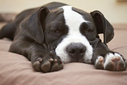 Luie hond op een bed