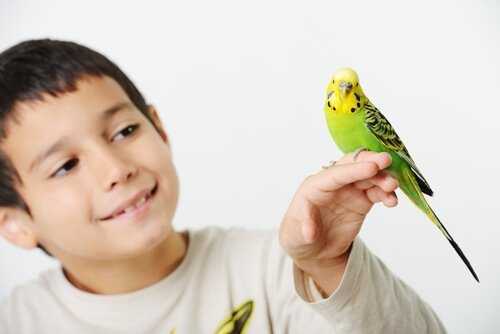 Jongen met zijn huisvogel