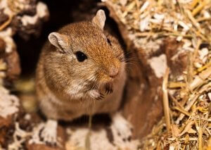 Unieke Egyptische en Arabische namen voor gerbils
