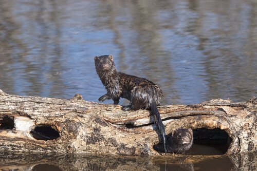 Nerts wiens vacht vaak gebruikt wordt voor bont