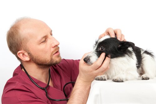Hond wordt gecontroleerd door de dierenarts