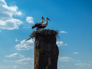 Klepetan en Malena, twee verliefde vogels