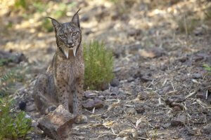 Belangrijk nieuws: een pardellynx in Barcelona?