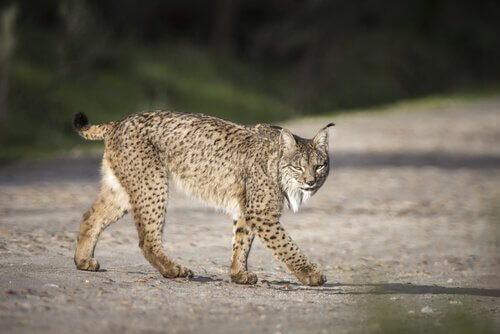 Pardellynx loopt over de weg